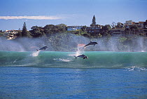 Group of Bottlenose dolphin (Tursiops truncatus) surfing thorugh and leaping out of the waves, KwaZulu Natal, South Africa