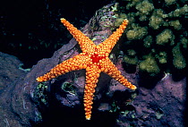 Red mesh  / Necklace sea starfish (Fromia monilis) Feeding on Coralline Algae, Red Sea, Egypt