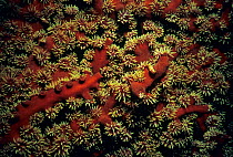 Arborescent Tubastrea coral (Tubastrea micrantha) Red Sea, Egypt