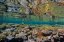 Coral Reef table, with reflections from the surface,  Red Sea, Egypt