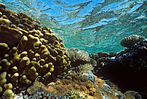 Shallow Coral Reef table, Red Sea, Egypt