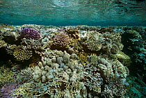 Shallow Coral Reef table, with reflections from the surface,  Red Sea, Egypt