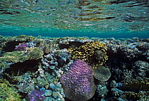 Shallow Coral Reef table, with reflections from the surface, Red Sea, Egypt