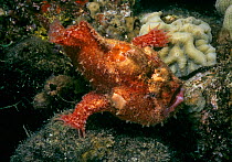 Camouflaged Juvenile frogfish (Antennarius Coccineus) Red Sea, Eilat, Israel