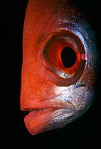 Close up of Goggle eye / Bigeye fish (Priacanthus hamrur) Red Sea, Egypt