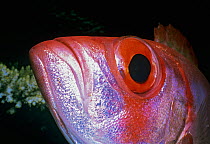 Close up of Goggle eye / Bigeye fish (Priacanthus hamrur) Red Sea, Egypt