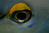 Close up of the eye of a Bluespine Unicornfish (Naso Unicornis) Red Sea, Egypt