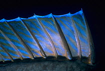Detail of dorsal fin of Bluespine Unicornfish (Naso Unicornis) Red Sea, Egypt