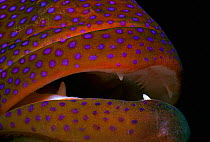 Close up of the mouth of a Lunartail Grouper (Variola louti) Red Sea, Egypt