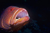 Head portrait of Lunartail grouper (Variola louti)  Red Sea, Egypt