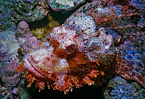 Camouflaged Tassled scorpionfish (Scorpaneopsis oxcephala) Red Sea, Egypt