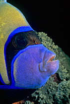 Head portrait of Emperor angelfish (Pomacanthus imperator) Red Sea, Egypt