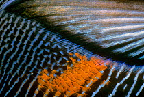 Close up of Pectoral fin of Sohal surgeonfish (Acanthurus sohal) Red Sea, Egypt
