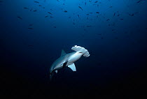 Scalloped Hammerhead shark (Sphyrna lewini) at seamount, Cocos Island, Costa Rica, Pacific Ocean.