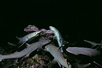 Whitetip Reef sharks (Triaenodon obesus) hunting for reef fish in coral at night, Cocos Island, Costa Rica, Pacific Ocean.