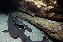 Pack of Whitetip Reef sharks (Triaenodon obesus) resting in coral cave, Cocos Island, Costa Rica, Pacific Ocean.