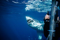 Diver photographing Great White shark (Carcharodon carcharias) attacking tuna bait, Pacific Ocean, Guadalupe Island, Mexico Model released.