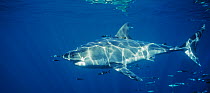 Great White shark (Carcharodon carcharias) swimming with symbiotic Pilot fish (Naucrates ductor) and schooling Mackerel scad (Decapterus macarellus) Guadalupe Island, Mexico, Pacific Ocean.