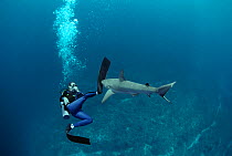 Shark expert Neal Watson fighting off a Lemon shark (Negaprion brevirostris) The Bahamas, Caribbean. (model released) Model released.