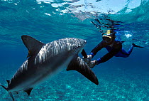 Diver uses shark billy to fend off Caribbean Reef Shark (Carcharhinus perezi) Bahamas, Caribbean Sea Model released.