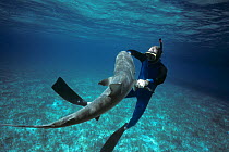 Shark expert Neal Watson fighting off a Lemon shark (Negaprion brevirostris) The Bahamas, Caribbean. (model released) Model released.