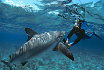 Shark expert Neal Watson fighting off a Lemon shark (Negaprion brevirostris) with a shark club, The Bahamas, Caribbean. (model released) Model released.