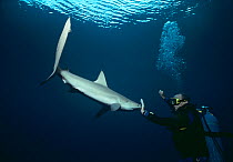 Shark expert Neal Watson fighting Lemon Shark (Negaprion brevirostris) The Bahamas, Caribbean. (model released) Model released.