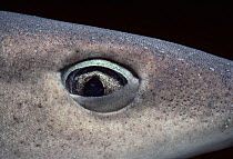 Eye of Whitetip Reef Shark (Triaenodon obesus), nictitating membrane closing to protect eye, Cocos Island, Costa Rica, Pacific Ocean.