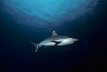 Silvertip shark (Carcharhinus albimarginatus) approaches cleaning station, Cocos Island, Costa Rica, Pacific Ocean.