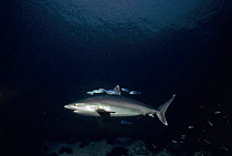 Silvertip Shark (Carcharhinus albimarginatus) swims with schooling Pilot Fish (Naucrates ductor), Cocos Island, Costa Rica, Pacific Ocean.
