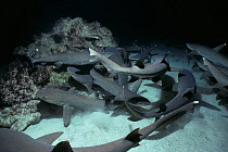 Whitetip Reef sharks (Triaenodon obesus) hunt Surgeonfish in coral at night, Cocos Island, Costa Rica, Pacific Ocean.