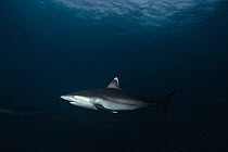 Silvertip Shark (Carcharhinus albimarginatus)Cocos Island, Costa Rica - Pacific Ocean.
