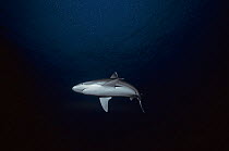 Silvertip shark (Carcharhinus albimarginatus) Cocos Island, Costa Rica, Pacific Ocean.