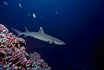 Whitetip Reef shark (Triaenodon obesus) searching for food, Cocos Island, Costa Rica, Pacific Ocean.