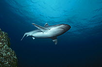 Silvertip Shark (Carcharhinus albimarginatus) approaching cleaning station, Cocos Island, Costa Rica - Pacific Ocean.