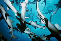 Whitetip Reef Sharks (Triaenodon obesus) following scent trail in water column, Cocos Island, Costa Rica, Pacific Ocean.