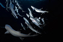 Whitetip Reef sharks (Triaenodon obesus) following scent trail in water column, Cocos Island, Costa Rica, Pacific Ocean.