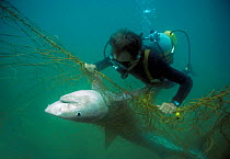 Sequence 2/3 Diver with anti-shark POD examininf Tiger shark (Galeocerdo cuvier) caught in anti-shark net off Durban Beach, Natal, South Africa. Model released.