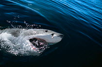 Great White shark (Carcharodon carcharias) surfacing with mouth open, Dyer Island, South Africa, Atlantic Ocean.
