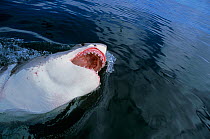 Great White Shark (Carcharodon carcharias) surfacing with mouth open, Dyer Island, South Africa, Atlantic Ocean.