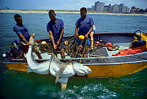 Sequence 3/3 Three metre Tiger Shark (Galeocerdo cuvier) caught in anti-shark net, being hoisted into boat by three men, Durban Beach, South Africa.