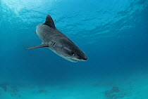 Tiger shark (Galeocerdo cuvier) Red Sea, Egypt