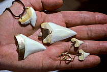 Tourist trinkets made from teeth of Great White Shark (Carcharodon carcharias)  held in the palm of a traders hand, South Australia.