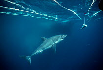 Great White shark (Carcharodon carcharias) approaching tuna bait, Dangerous Reef, Great Australian Bight, South Australia