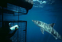 Diver filming Great White shark (Carcharodon carcharias) from protective cage, Dangerous Reef, Great Australian Bight, South Australia Model released.