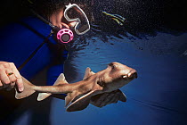 Curator at Ocean World examining an Epaulette shark (Hemiscyllium ocellatum) Manly, Australia. Model released.