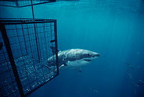 Great White shark (Carcharodon carcharias) swimming past protective cage, Dangerous Reef, Great Australian Bight, South Australia