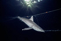Dead Whitetip Reef shark (Triaenodon obesus) hanging in commercial fishing net, Red Sea, Egypt