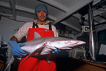 Fisherman holding Gummy shark (Mustelus antarcticus) caught in gill net. Esperance, Australia, Great Australian Bight.