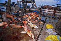 Gummy Sharks (Mustelus antarcticus) caught in gill nets being processed. Esperance, Australia, Great Australian Bight.